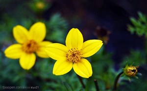 花卉物语-一对漂亮的黄色小花