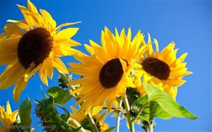 花卉物语-三朵漂亮的向日葵
