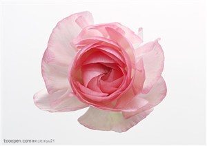 花卉物语-斜放的粉色玫瑰花