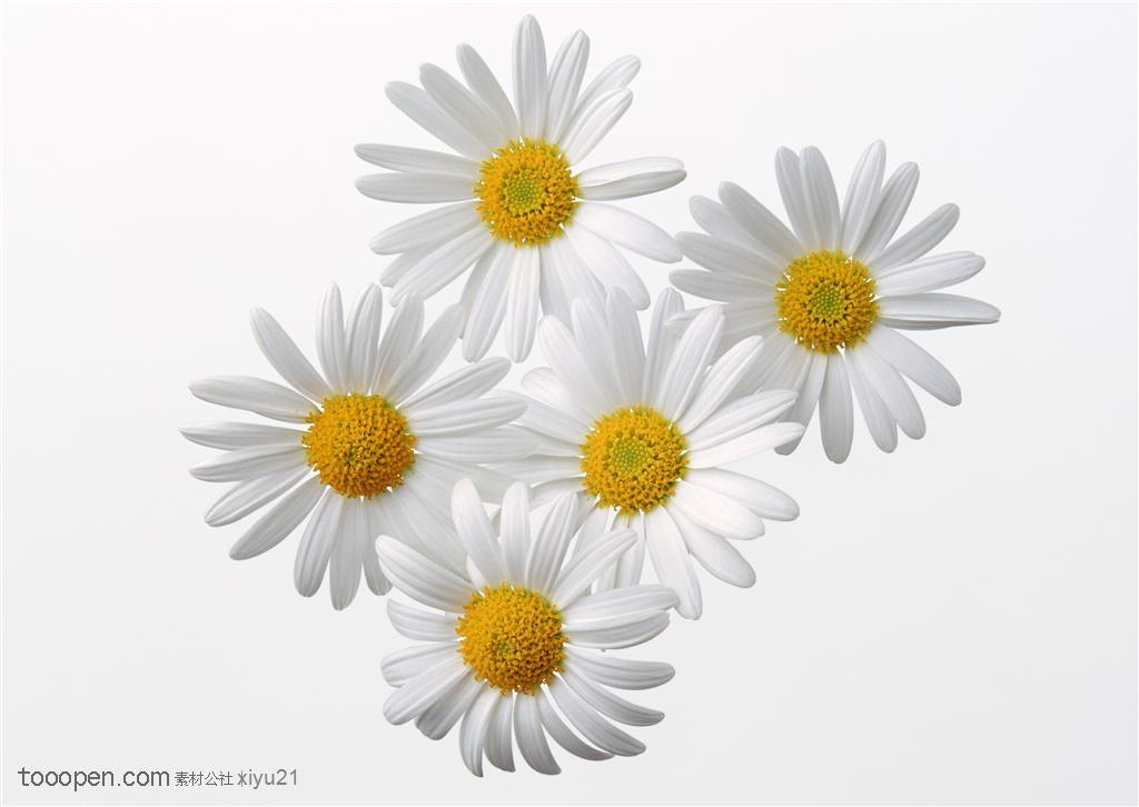 花卉物语-一堆白色的菊花