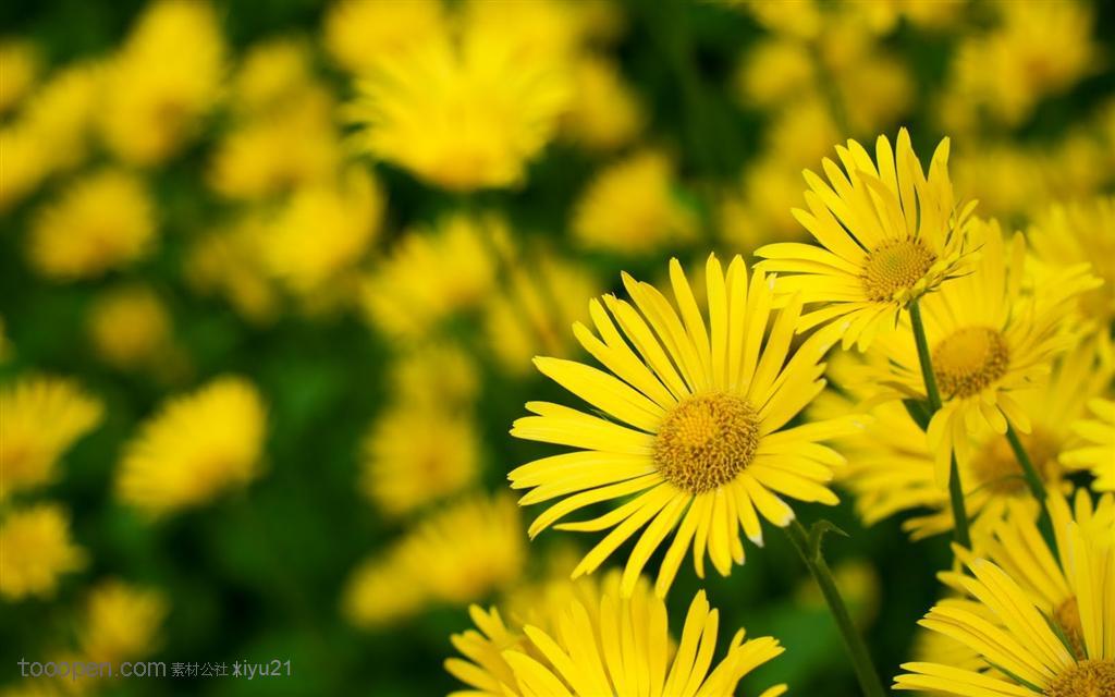 花卉物语-盛开的黄色野菊花