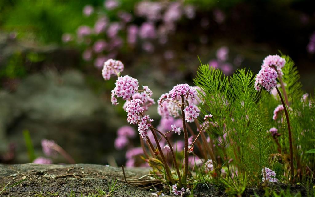 花卉物语-山坡上的紫色小花束