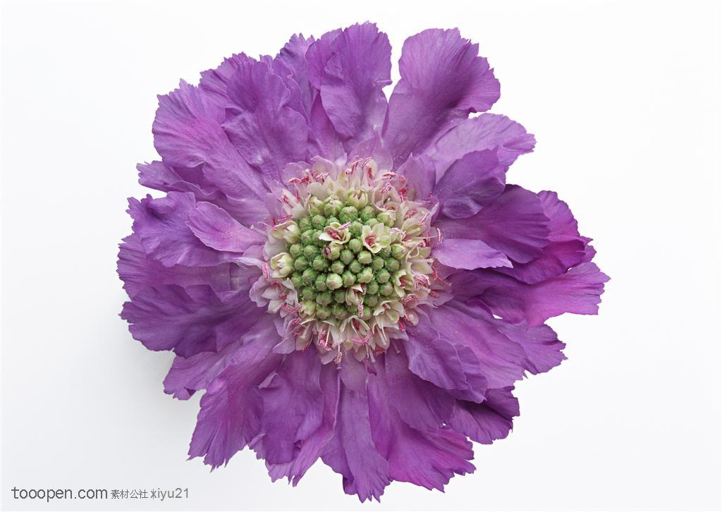 花卉物语-紫色的花朵正面