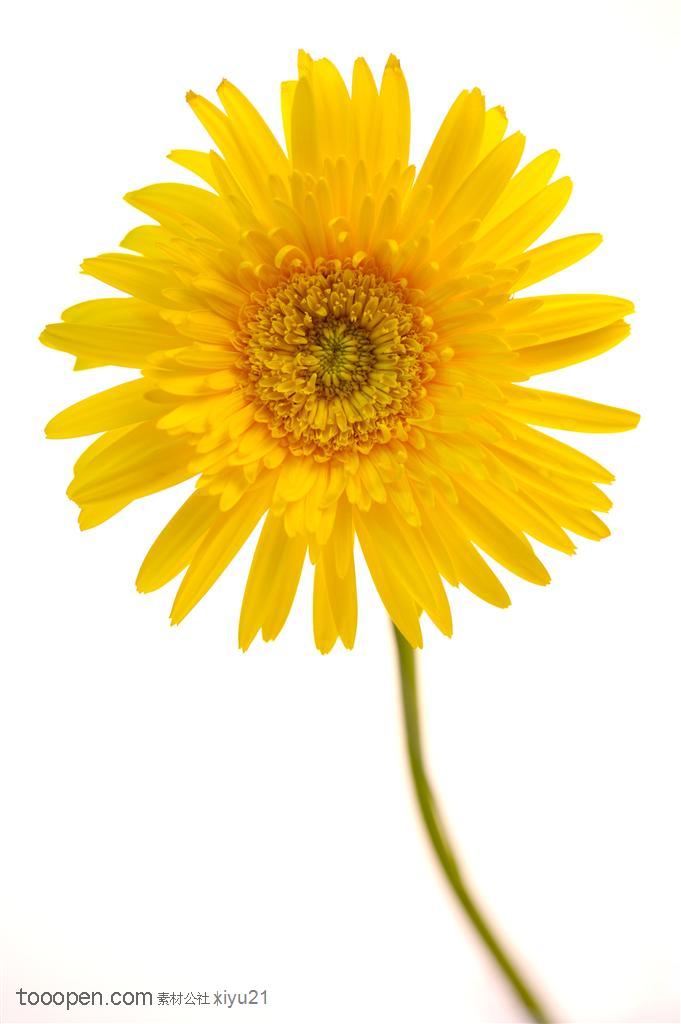 花卉物语-一朵黄色的太阳花