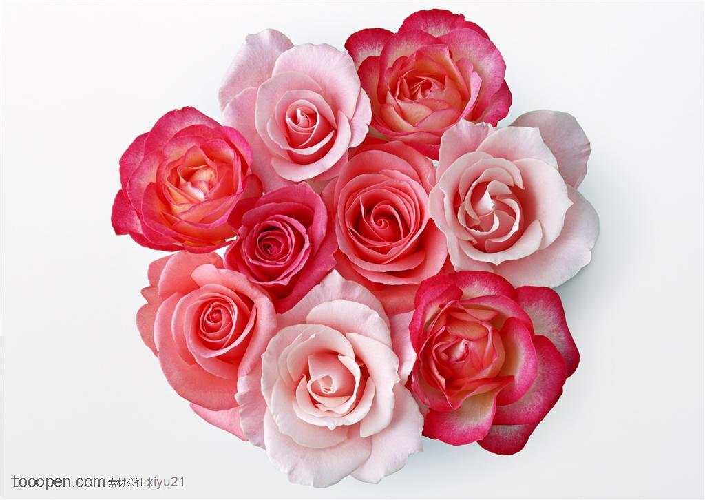 花卉物语-漂亮的红色玫瑰花