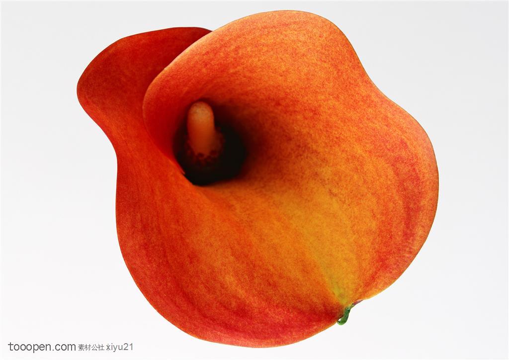花卉物语-漂亮的橙色花朵