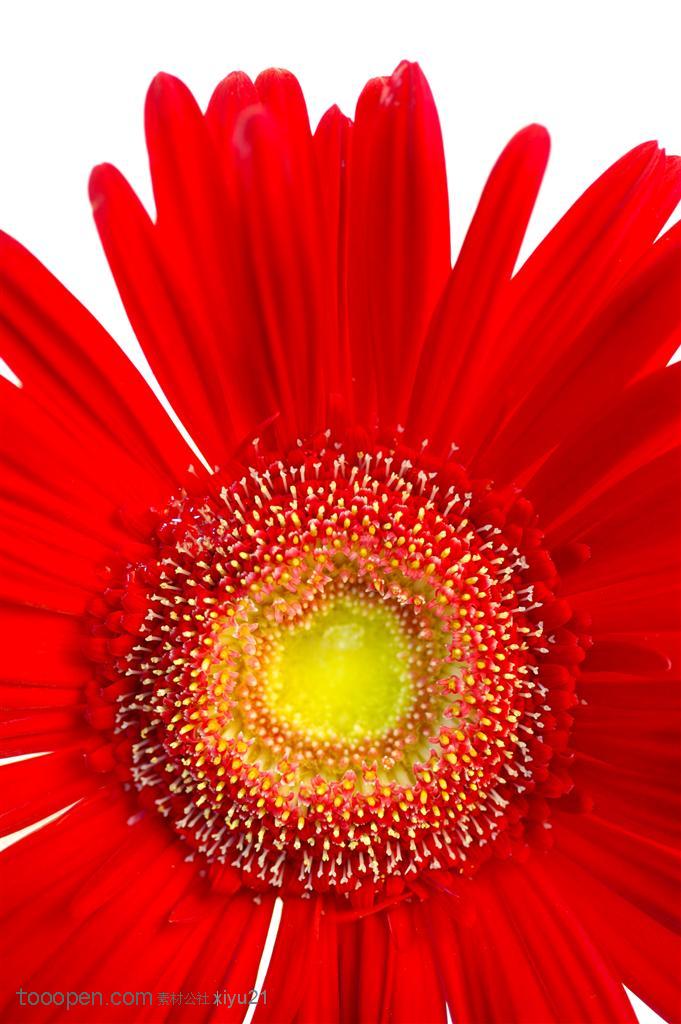 花卉物语-鲜红的太阳花特写