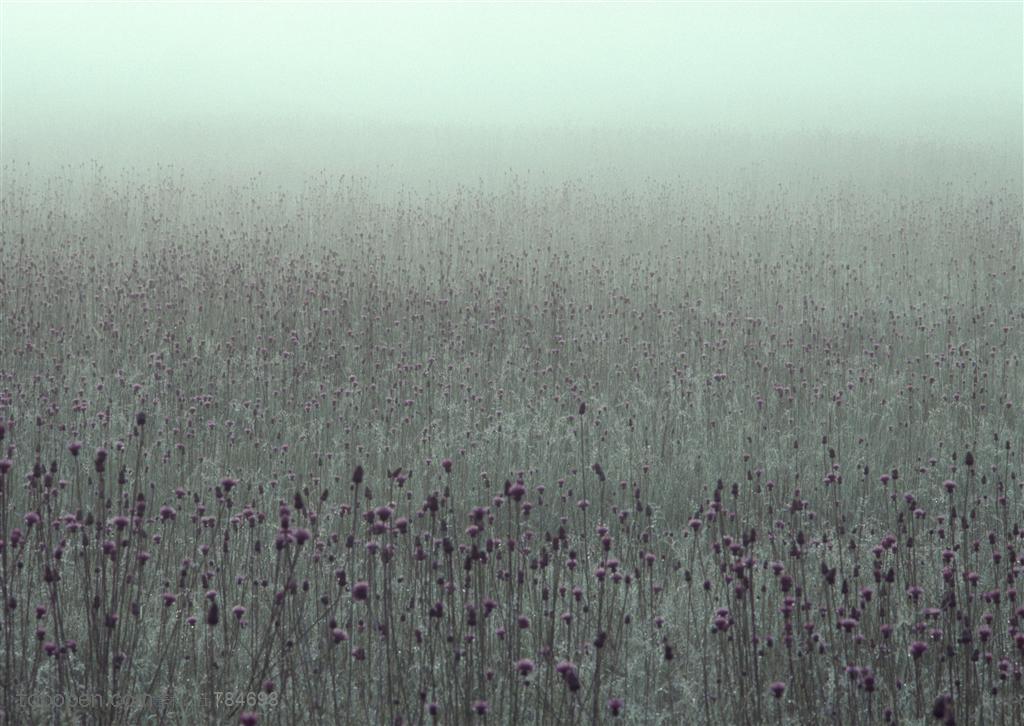 树木树叶-一片迷雾中的薰衣草地