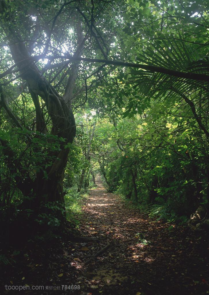 树木树叶-热带雨林中的阴凉小道