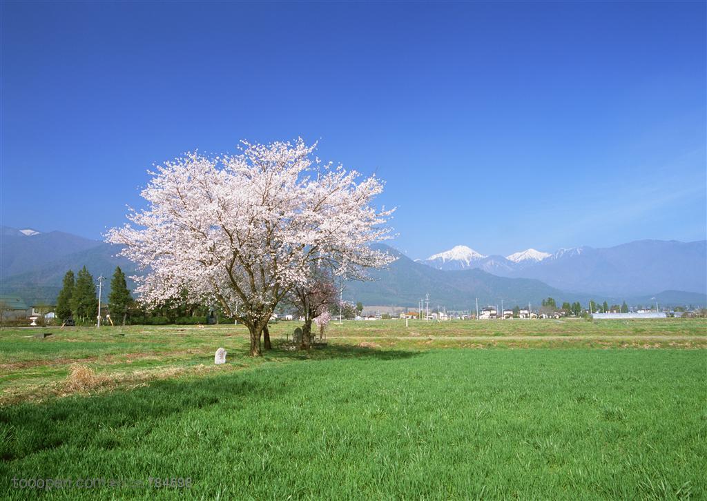 树木树叶-在雪山脚下的草地上竖立着几颗樱花树