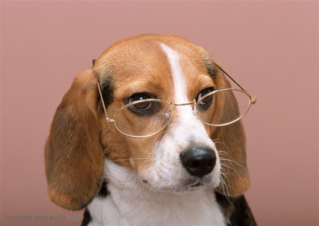 中型犬-带着眼镜的比格犬