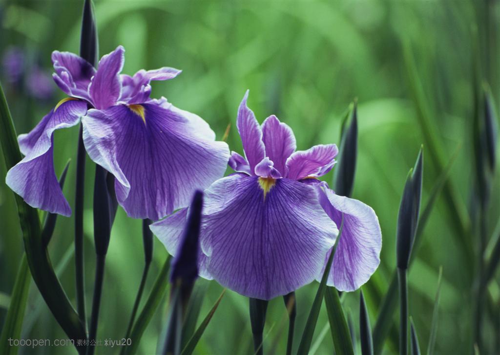 花海世界-浅紫色的蝴蝶花