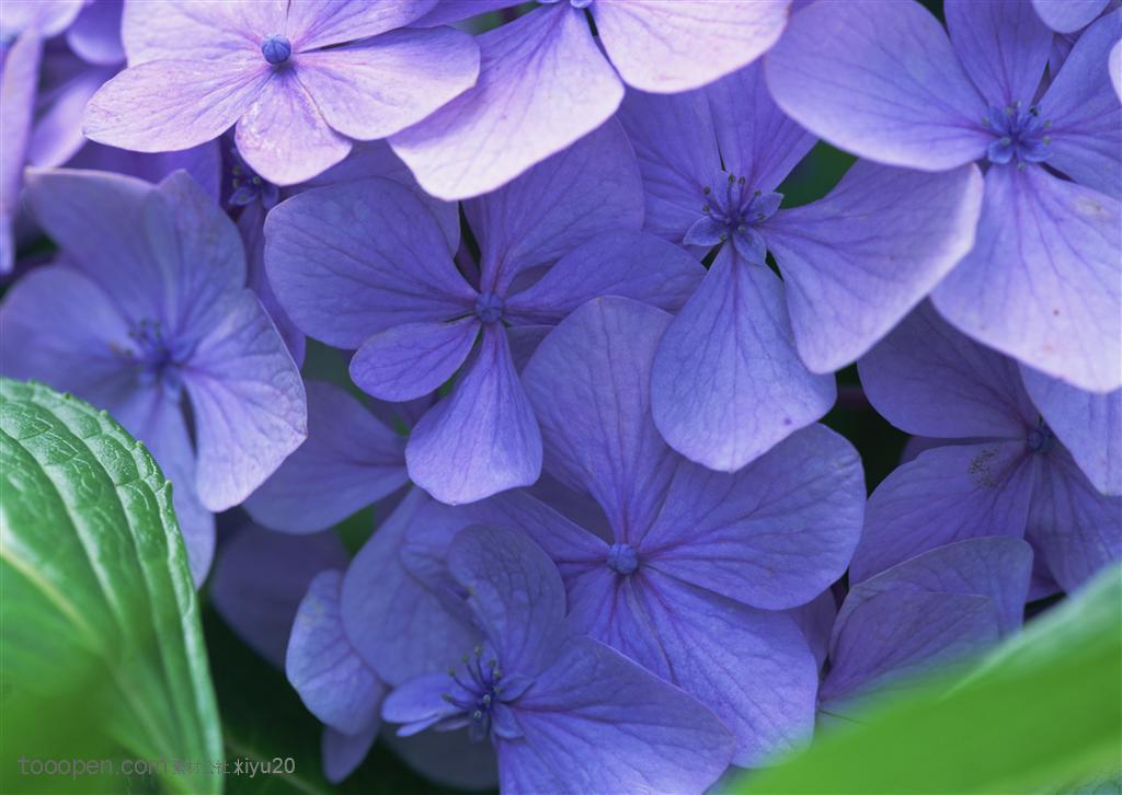 花海世界-紫色花束