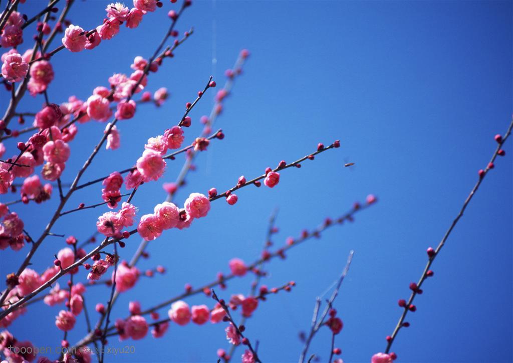 花卉物语-蓝天下漂亮的粉色梅花