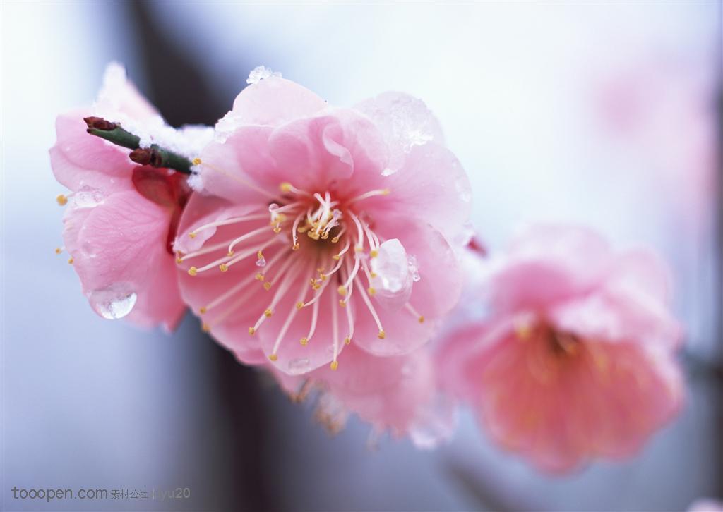 花卉物语-两朵漂亮的粉色梅花