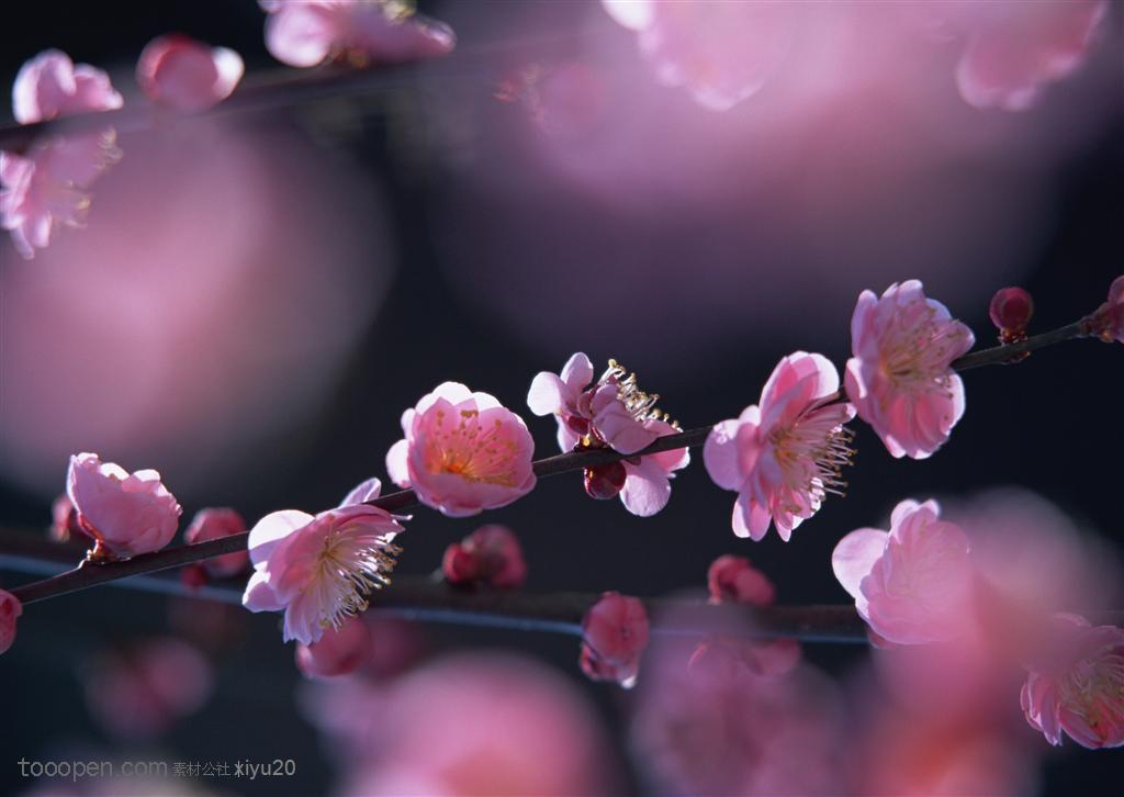 花卉物语-梦幻的粉色梅花