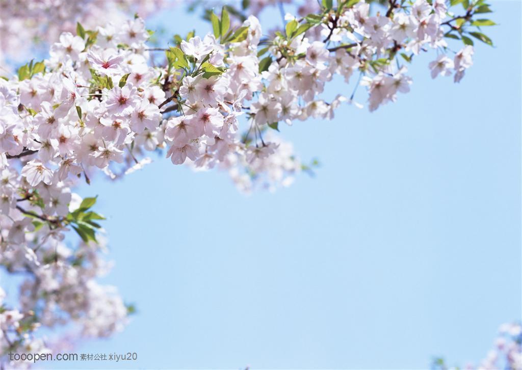 花卉物语-漂亮的洁白樱花