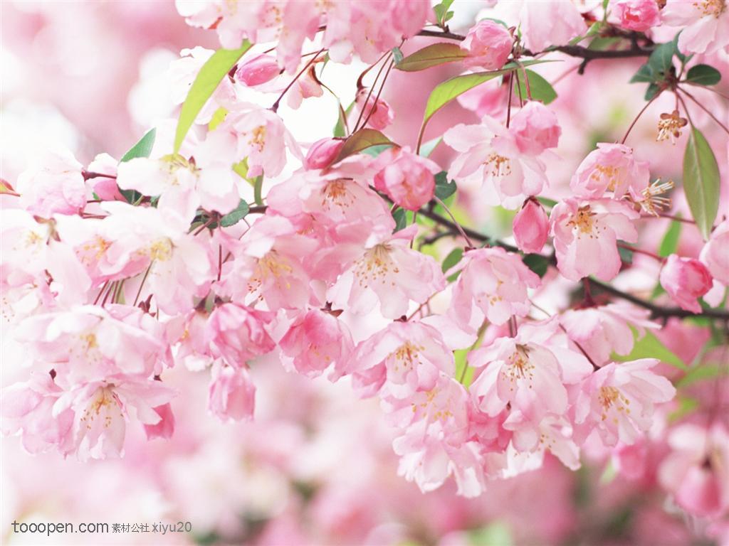 花卉物语-盛开的粉色梅花
