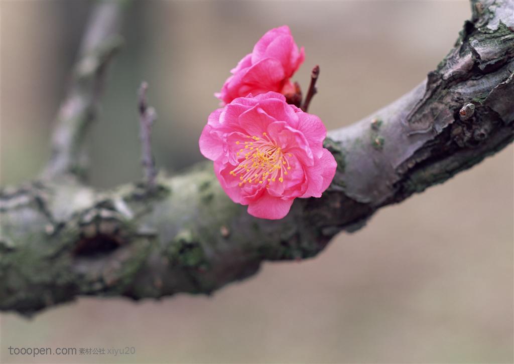花卉物语-树干上的粉色梅花