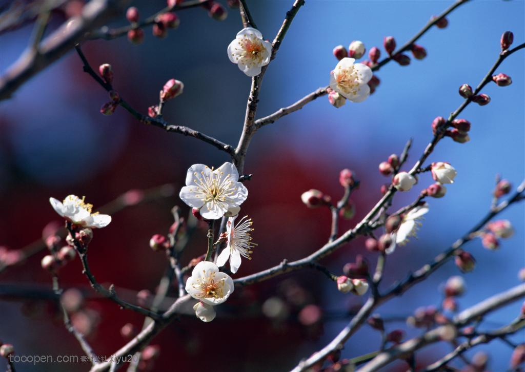 花卉物语-树枝上漂亮的白色梅花