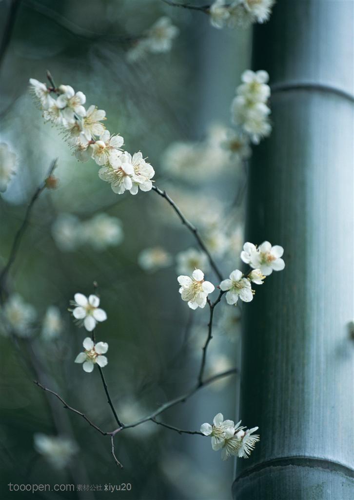 花卉物语-竹林间的梅花