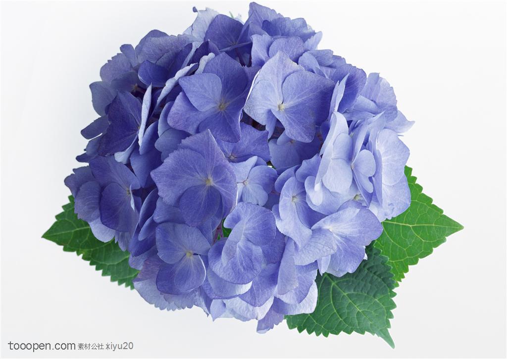 花卉物语-蓝色的小花球