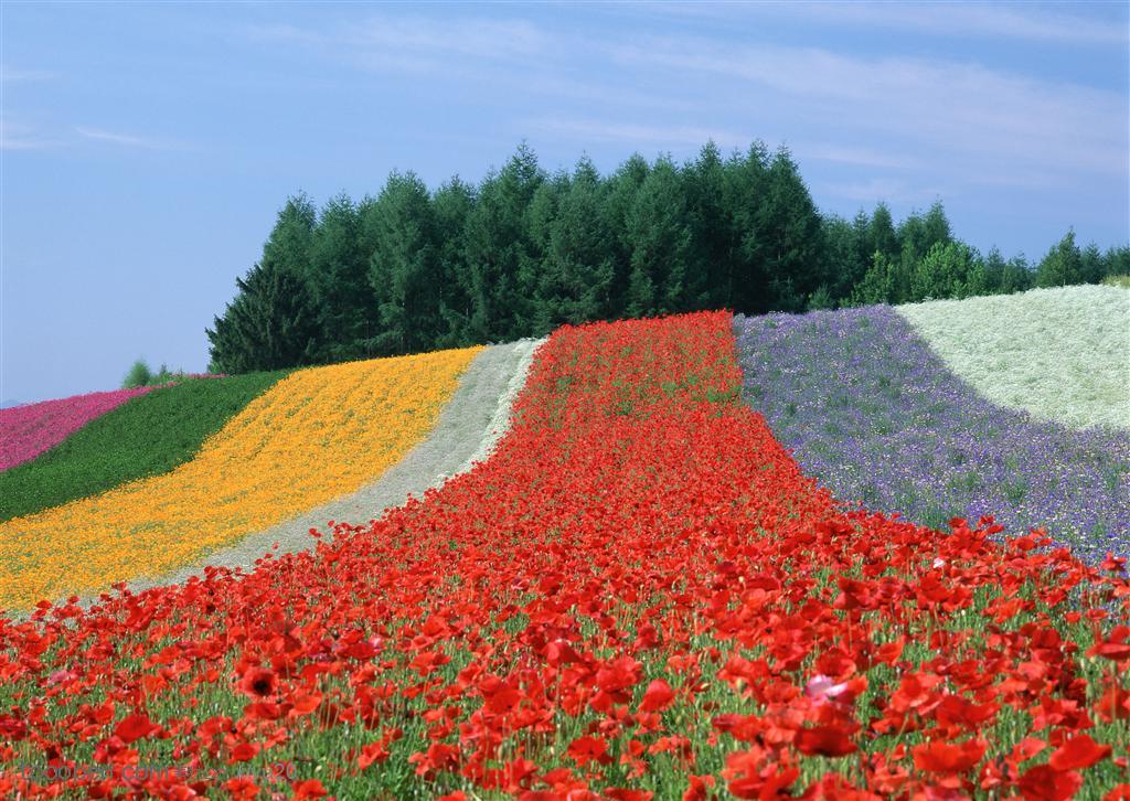 一排排漂亮的花海花田