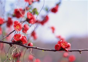 花卉物语-枝头上的红色梅花