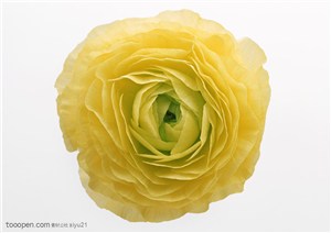 花卉物语-漂亮的黄色玫瑰花