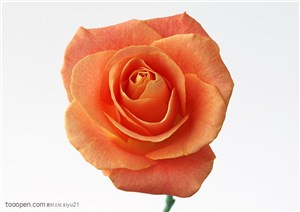 花卉物语-一朵红褐色玫瑰花