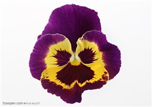 花卉物语-紫色的蝴蝶花