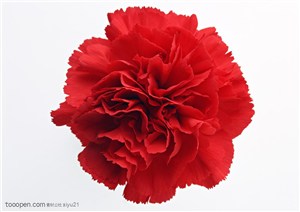 花卉物语-盛开的红色花朵