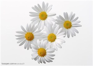 花卉物语-一堆白色的菊花