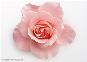 花卉物语-漂亮的粉色玫瑰花