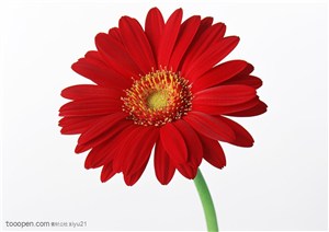 花卉物语一朵斜放的红色太阳镜