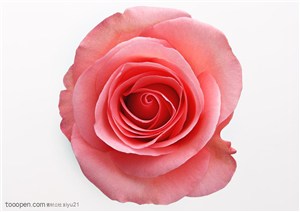 花卉物语-一朵平放的红色玫瑰花