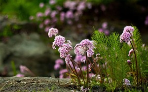 花卉物语-山坡上的紫色小花束