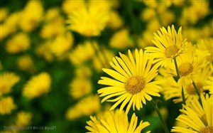 花卉物语-盛开的黄色野菊花