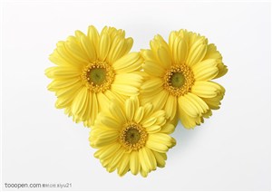 花卉物语-三朵漂亮的太太阳花