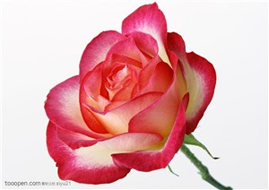 花卉物语-斜放的双色玫瑰花