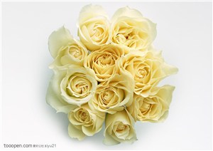 花卉物语-一束漂亮的黄色玫瑰花