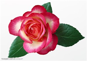 花卉物语-双色的玫瑰花