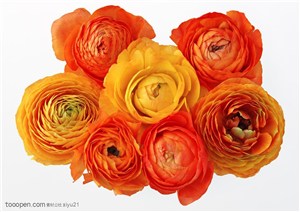 花卉物语-一堆漂亮的康乃馨