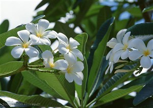 花卉物语-树枝上的鸡蛋花