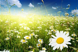花卉物语-梦幻的白色菊花地