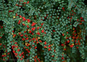 树木树叶-垂下来一片绿色植物上挂满了红色的果实