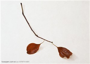 树木树叶-一根枝条上挂着两片红色的树叶