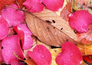 树木树叶-树林的一片落叶上飘落着玫瑰花瓣