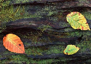 树木树叶-掉在苔藓趴满的层层叠叠岩石上的三片树叶