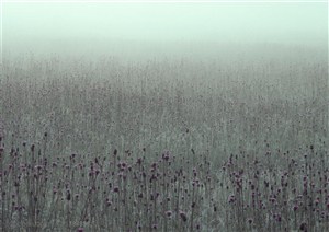 树木树叶-一片迷雾中的薰衣草地